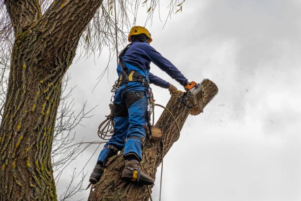 Best Hazardous Tree Removal  in Toledo, IA