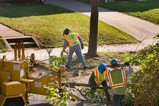 Best Pest Control for Lawns  in Toledo, IA