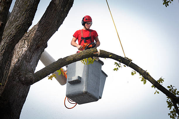 Best Tree Mulching  in Toledo, IA